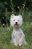WESTIE 377
